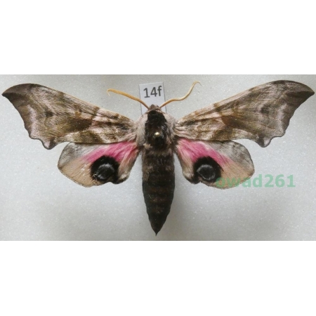 Smerinthus ocellata (Linnaeus, 1758) Poland14f